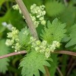 Urtica pilulifera Квітка