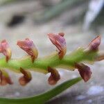 Bulbophyllum oreonastes Flower