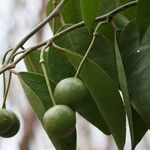 Capparis quiniflora Fruit