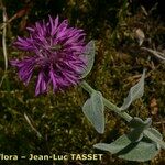 Centaurea jordaniana 花