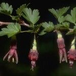 Ribes roezlii Flower