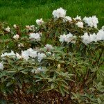 Rhododendron adenogynum Habit