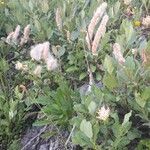 Salix hastata Habitatea