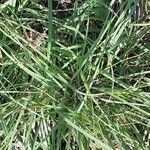 Carex sempervirens Likasa