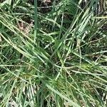 Carex sempervirens Blad