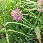 Allium angulosumFlor