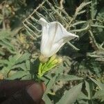 Merremia pterygocaulos Flower