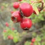 Crataegus rhipidophylla Fruto