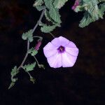Convolvulus althaeoides Virág