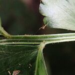 Asplenium macrophlebium Leaf