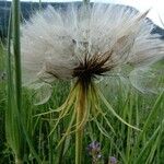 Tragopogon dubius 果実