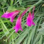 Gladiolus palustris Blüte