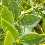 Crotalaria deflersii Leaf