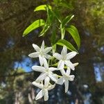 Jasminum grandiflorumBlüte