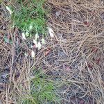 Silene douglasii Habit