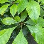 Aesculus parviflora Hoja