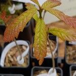 Quercus bicolor 葉