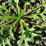 Lepidium coronopus Leaf