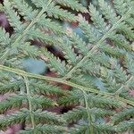 Athyrium filix-femina Blatt