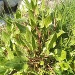 Rumex roseus Hábito