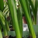 Ornithogalum balansae Leaf