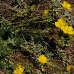 Potentilla drummondii Habitus