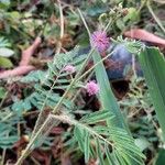 Mimosa diplotricha Λουλούδι