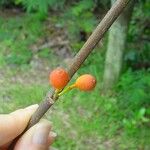 Ficus fraseri Fruit