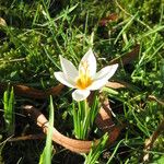 Crocus sieberi Habitus