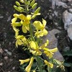 Brassica montana 花