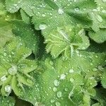 Alchemilla mollis Φύλλο