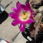 Echinocereus pentalophus অভ্যাস