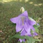 Campanula tracheliumBlomst