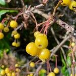 Malus toringo Frucht