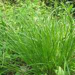 Carex cephalophora Агульны выгляд