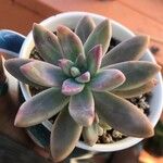 Dudleya greenei 叶