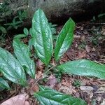 Licaria chrysophylla Foglia