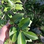 Ligustrum japonicum Blatt