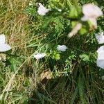 Malva alceaFlower