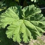 Gunnera tinctoriaFeuille