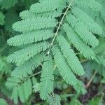 Mimosa candollei Leaf