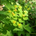 Euphorbia hyberna ফুল