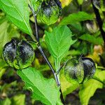 Nicandra physalodes 果