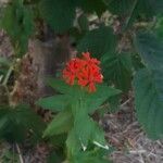 Lychnis chalcedonica Žiedas