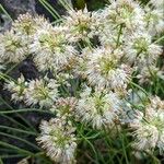 Allium ericetorum Blomst