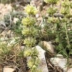 Sideritis endressii Цвят