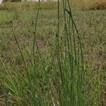 Equisetum hyemale Blad