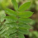 Afzelia pachyloba Hoja