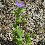 Triodanis perfoliata Hoja