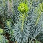 Euphorbia characias 葉